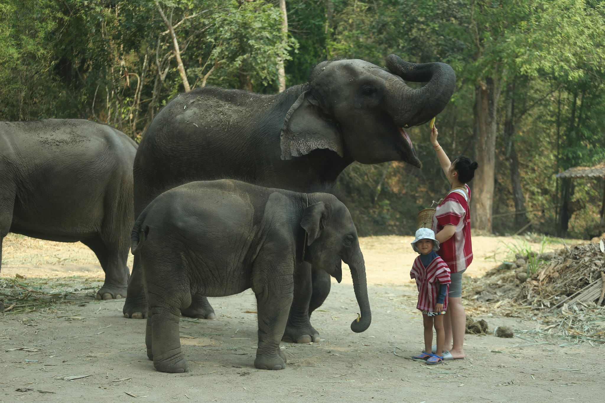 Chiang Mai Elephants